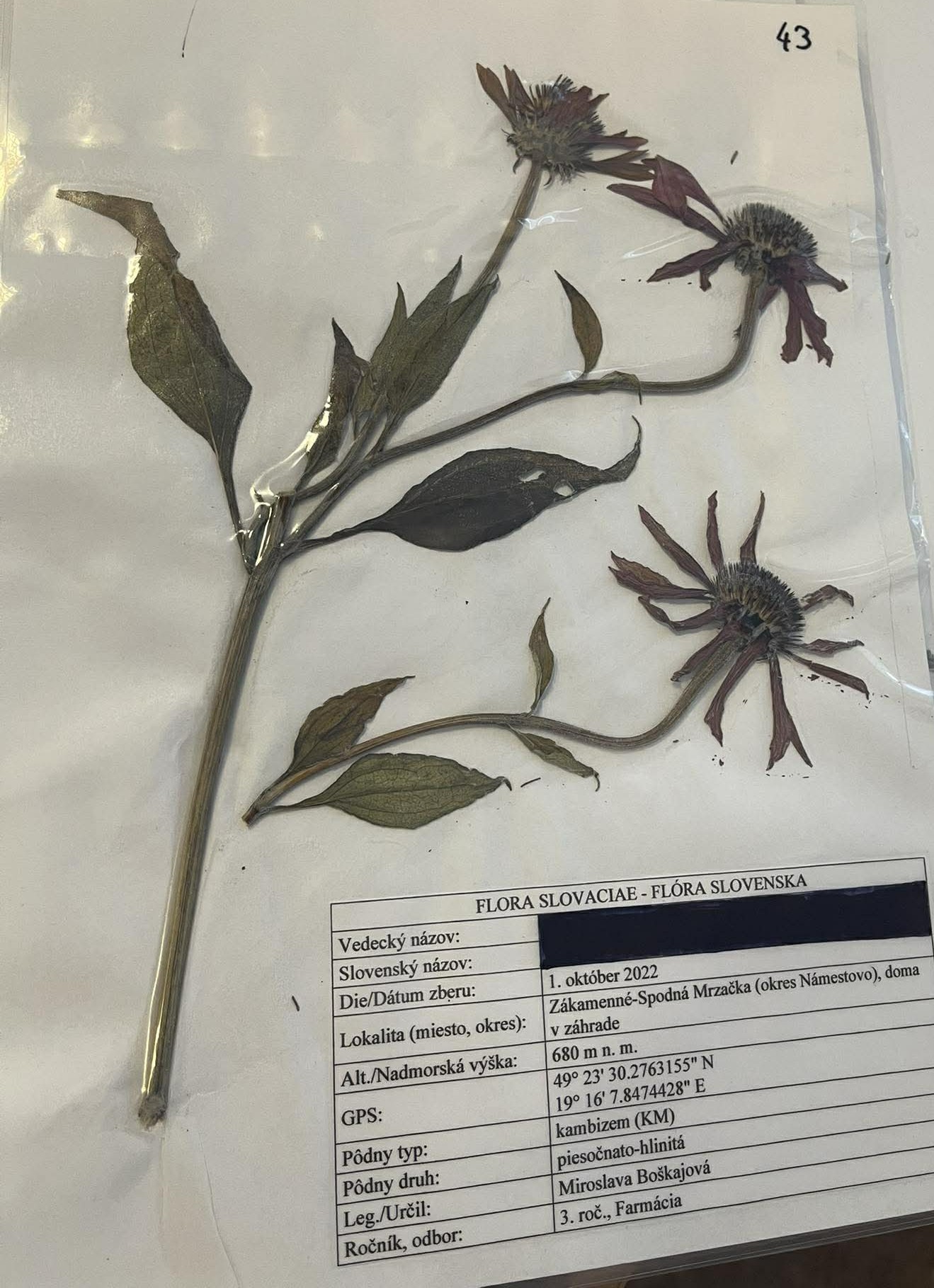 Rastlina Echinacea purpurea